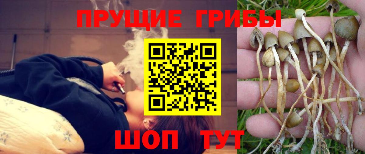 Псилоцибиновые грибы MAGIC MUSHROOMS  Вход с VPN  Заринск  где можно купить наркотик  Галлюциногенные грибы мицелий 